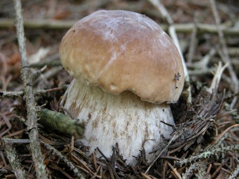 A wonderful view of a Porcino Mushroom in a Veneto wood