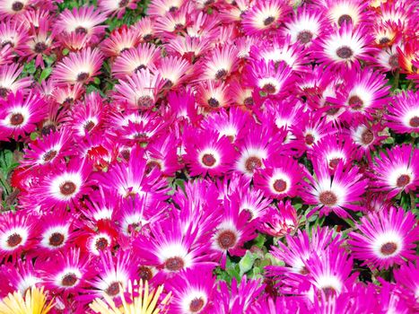 Livingstone Daisies (Mesembryanthemum criniflorum) form a colorful background
    