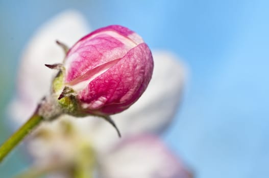 apple blossom