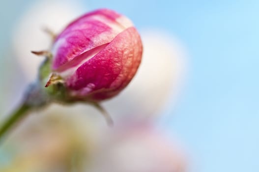 blossom of an apple tree