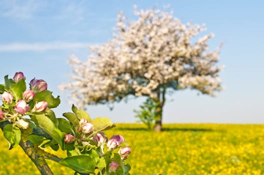 apple blossom