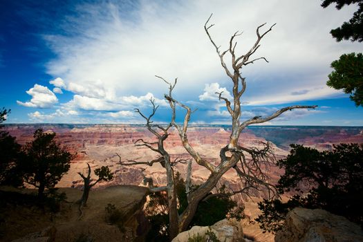 Dead Tree at Edge of the Grand Canyon