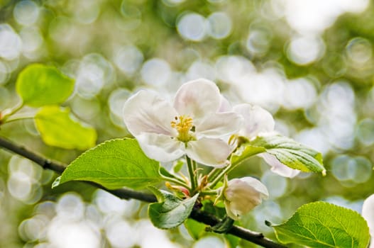 apple blossom