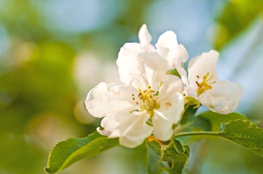 apple blossom