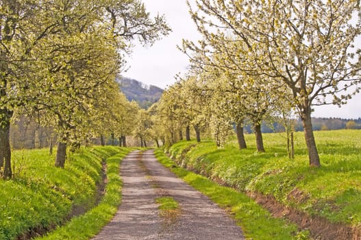 alley of blooming trees in spring