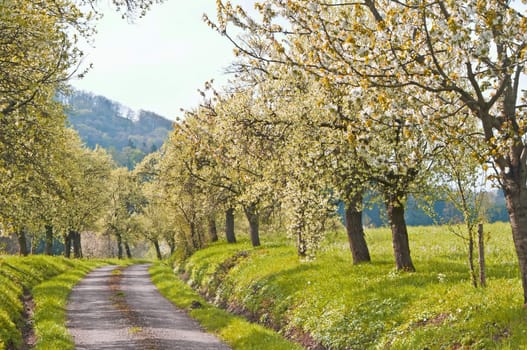 alley of blooming trees in spring