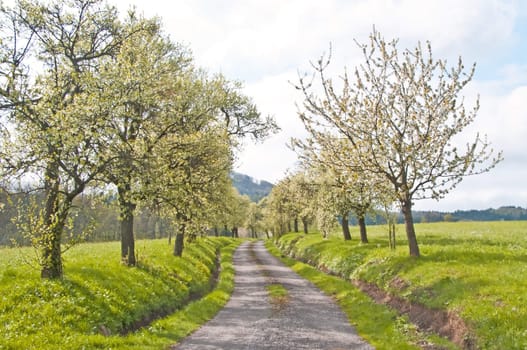 alley of blooming trees in spring