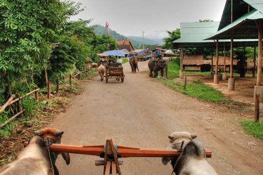 Cow Guides excursion toward the forest near Changmai