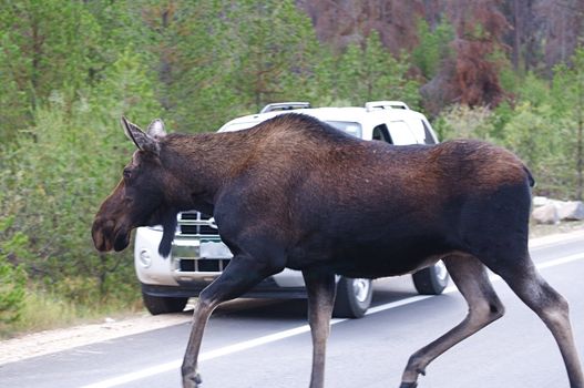 A female moose crosses the road with a car in the background in Rocky Mountain National Park in Colorado.