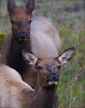 Two cow elk look up from grazing in Rocky Mountain National Park in Colorado.