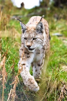 Lynx in Langedrag in Norway