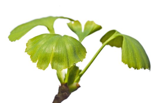 Ginkgo tree