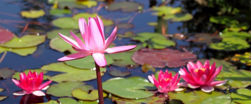 Pink water lily standing infront of more flowers