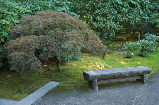 Japanese garden stone bench next to maple tree