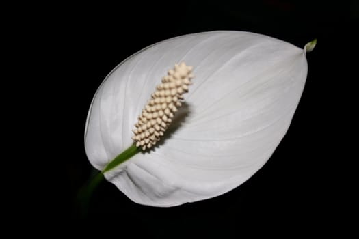 white flower on black bakground