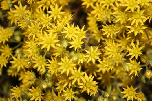 yellow flowers