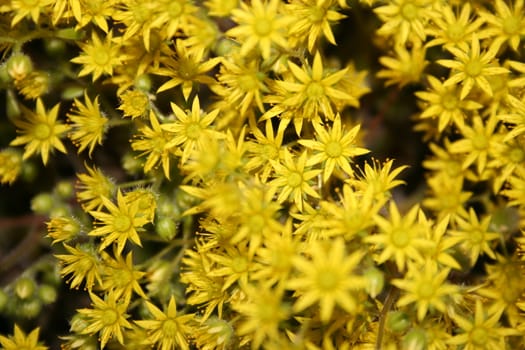 yellow flowers