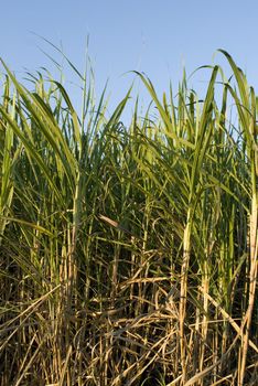 sugar cane ready to be harvested, Queensland, Australia