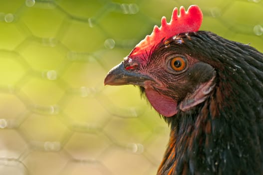 closeup of a chicken