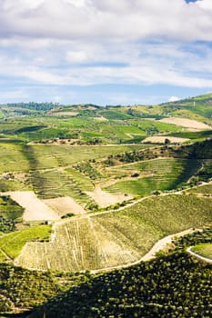 vineyars in Douro Valley, Portugal