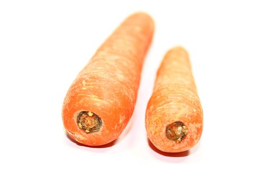 carrot