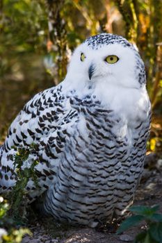 Female Snowy owl sitting on the ground with autumn colors in background