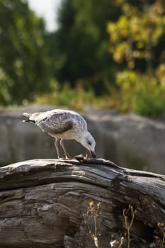 Young seagull standing on dead tree eating catched fish