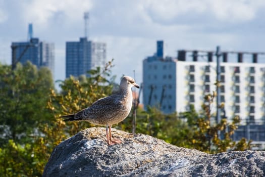 Young seagull with new buildings of growing city in background