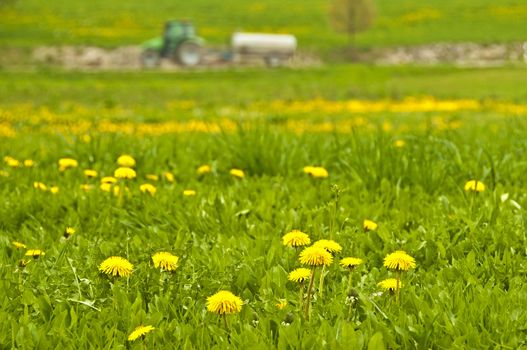 dandelion