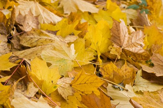 Yellow leaves fallen from tree in autumn - horizontal image