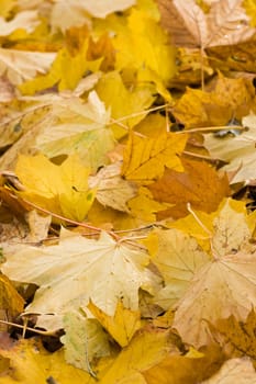 Yellow leaves fallen from tree in autumn - vertical image