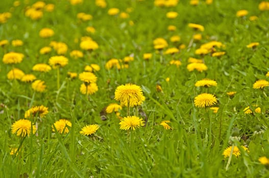 dandelion