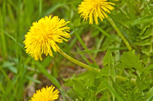 dandelion