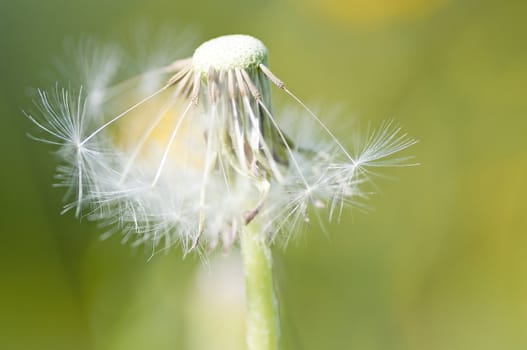 dandelion