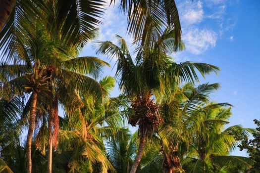 coconut trees couple on blue sky in paradiese