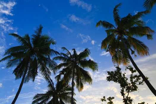 coconut trees couple on blue sky in paradiese