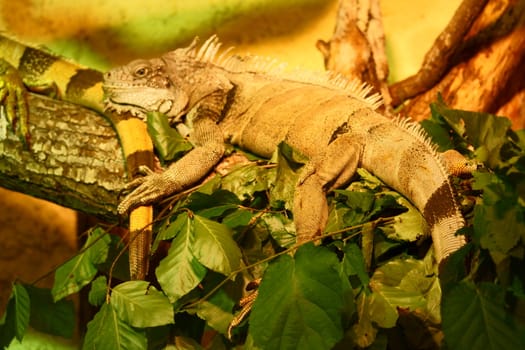 Green Iguana in Polish Zoo