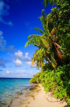 Tropical Paradise at Maldives with palms and blue sky