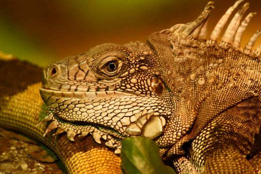 Green Iguana in Polish Zoo