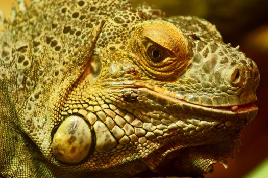 Green Iguana in Polish Zoo