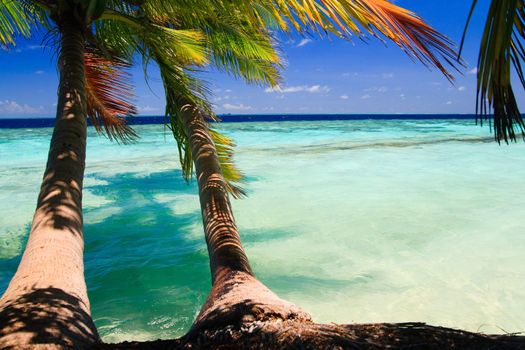 Tropical Paradise at Maldives with palms and blue sky
