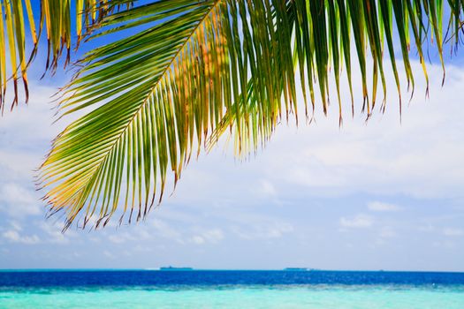 Tropical Paradise at Maldives with palms and blue sky
