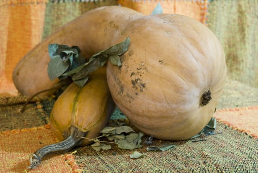 Artistic-like photo of a butternut squash (pumpkin), with matching coloured background.