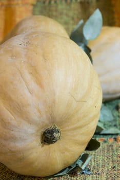 Artistic-like photo of a butternut squash (pumpkin), with matching coloured background.