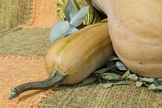 Artistic-like photo of a butternut squash (pumpkin), with matching coloured background.