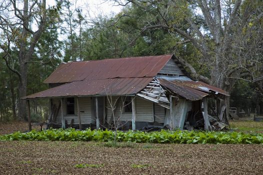 A patch of lettuce grows in front of an abandoned homestead.