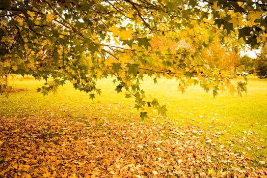 beautiful landscape of autumn leaves