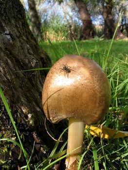 Small mushroom in wood