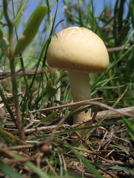 Timber mushroom