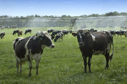 Dairy cows eat the new spring grass under the large irrigation equipment.